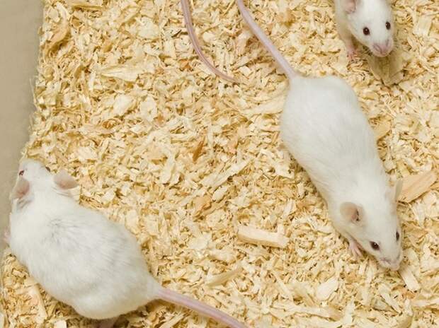 В Китае вывели рогатых мышей