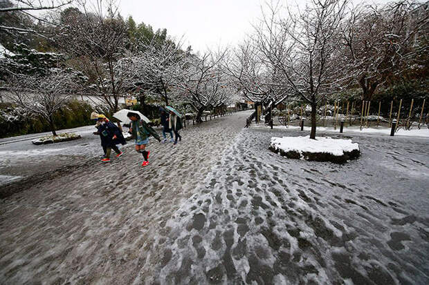 Tokyo First Snow In November 2016