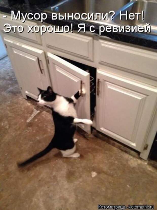 Котоматрицы(картинки с надписями)