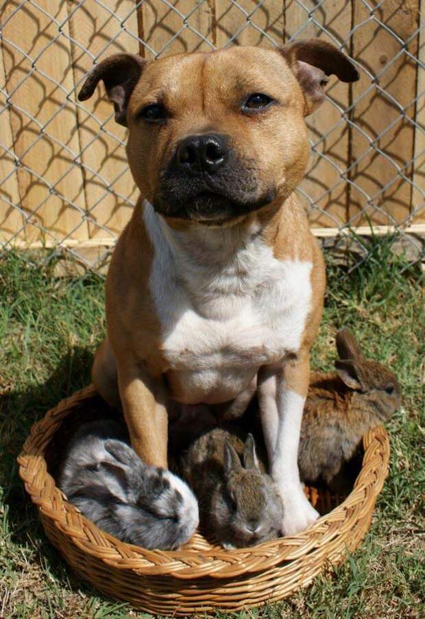 Бум - питбуль, который любит кроликов the Pit Bull who Loves Birds and Rabbits 5 Бум питбуль, который любит кроликов