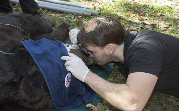 Ветеринар осматривает Тайсона животные, история, медведь, мир, притравка, спасение, украина