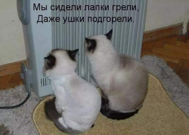 Картинки приколы с надписями для поднятия настроения (2)