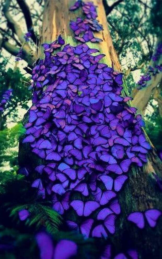 Ультрафиолет животные, юмор