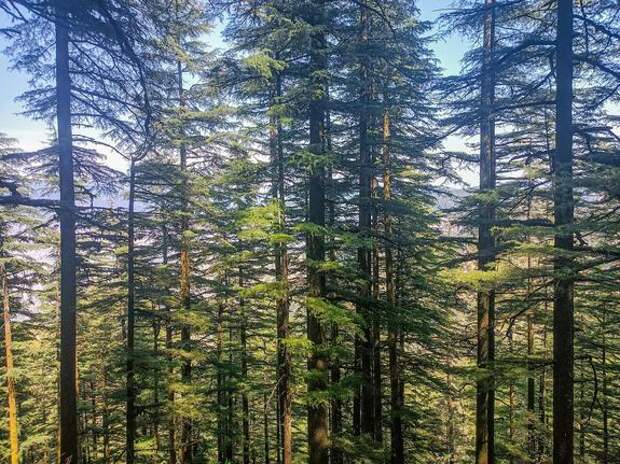 Петербургские депутаты приняли закон о «зеленом поясе»