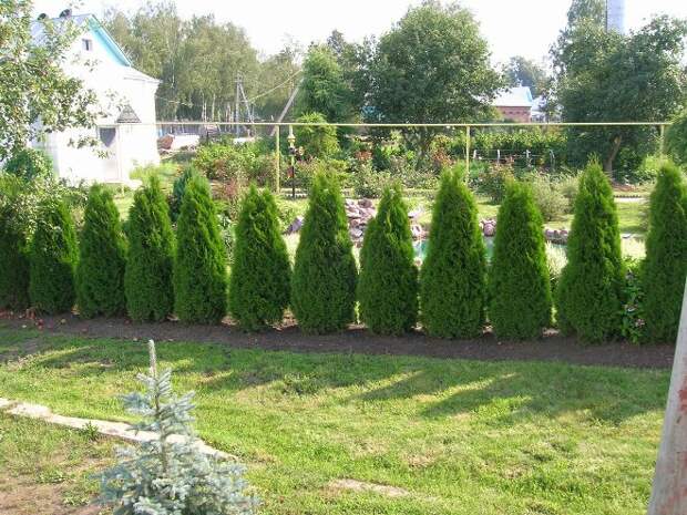 Хвойные растения для сада: выбираем самые неприхотливые культуры (65 фото)