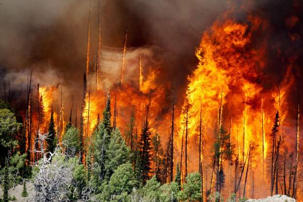 Виды лесных пожаров. Фото: МЧС