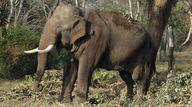 В Индии расследуют загадочную гибель 18 слонов в заповедном лесу