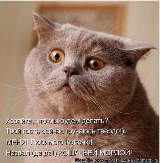 Котоматрицы(картинки с надписями)