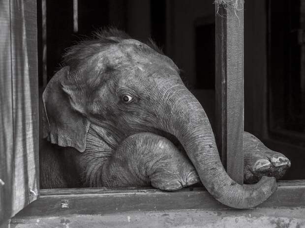 Слоненок, Индия