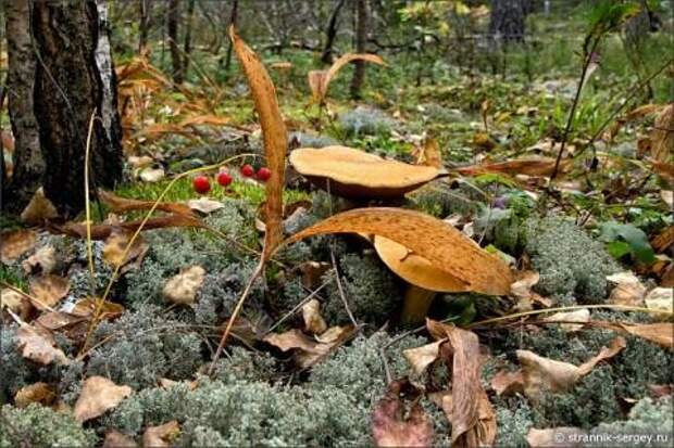 По грибы и ягоды в осенний лес фото 7