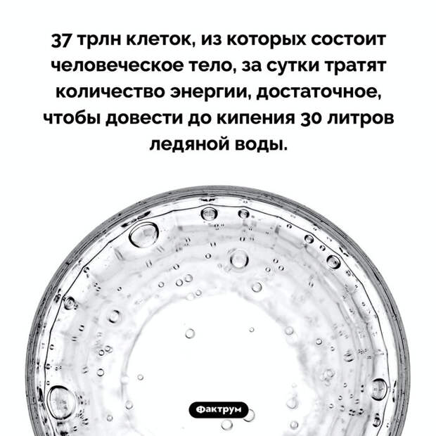 Подборка интересных фактов № 81 Познавательно, Факты, Подборка, Картинка с текстом, Фактрум, Длиннопост