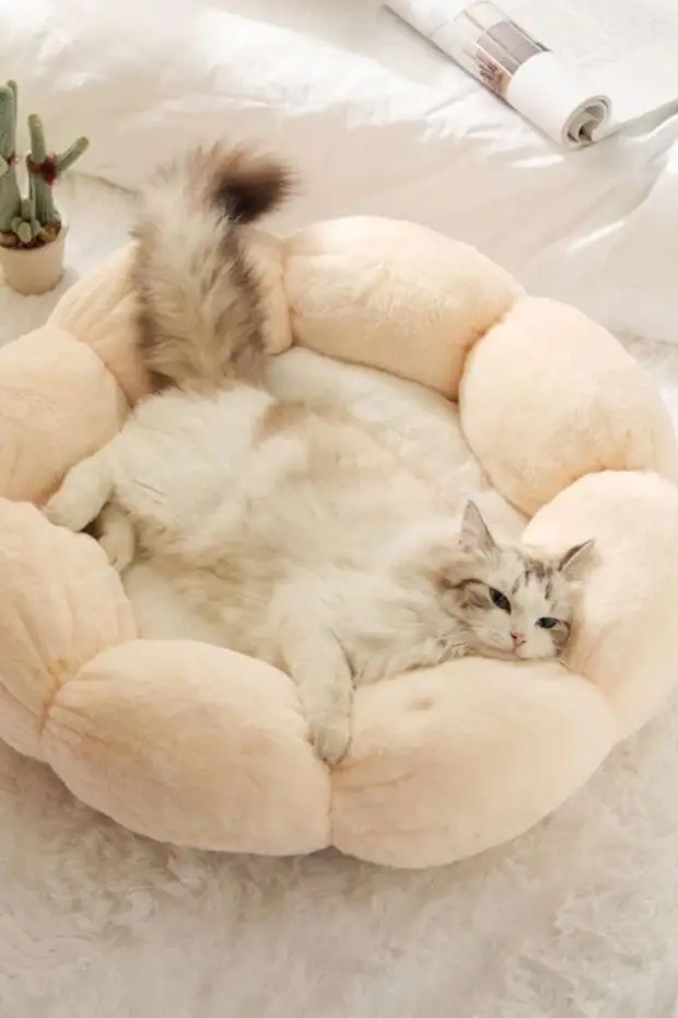 Любимые наши котики нуждаются в нашем тепле и заботе, и уж очень они любят мягкие подушечки, и укромные уголки, где они могут поспать так, чтобы их никто не тревожил!-2