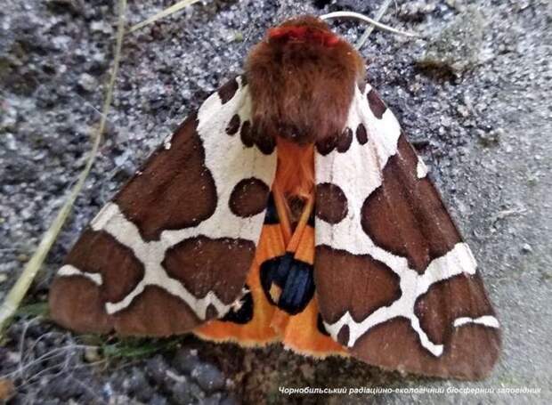В Чернобыле появилась ночная бабочка Медведица-кайя  (лат. Arctia caja) 