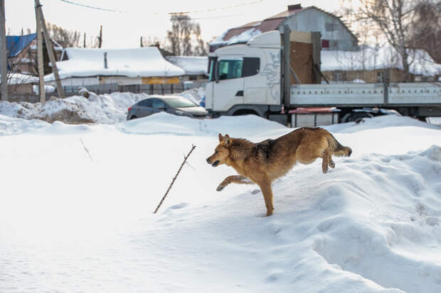 В администрации Тулы прокомментировали отмену приказа о субсидиях приюту "Континент+"