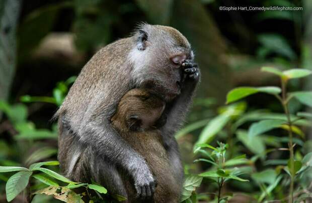 Блог - Финальная гонка будет жаркой: 12 смехотворных ситуаций Comedy Wildlife Photo Awards Финальная гонка будет жаркой: 12 смехотворных ситуаций Comedy Wildlife Photo Awards