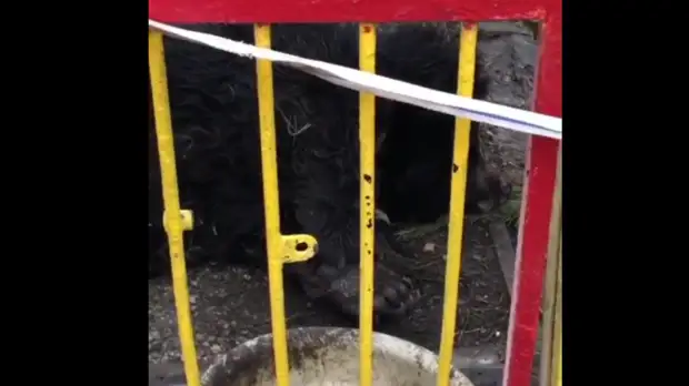 Полиция начала проверку после жалоб на контактный зоопарк на Ставрополье