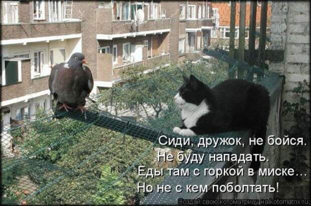 Новая котоматрица (39 фото)