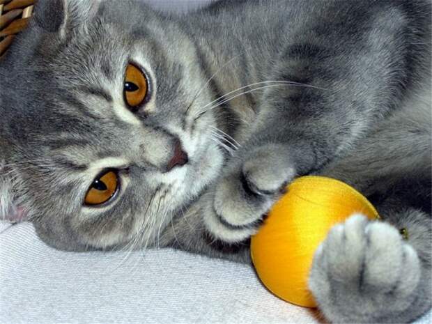 Коты,кошки,котята...