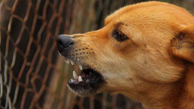 Агрессивная собака порвала щеку ребенку на горке в Петербурге