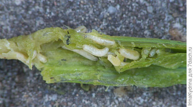 Личинки луковой мухи (Фото с сайта garden8.ru)