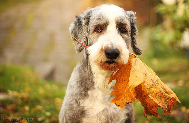 dogsnfall16 16 cамых забавных осенних фотографий собачек