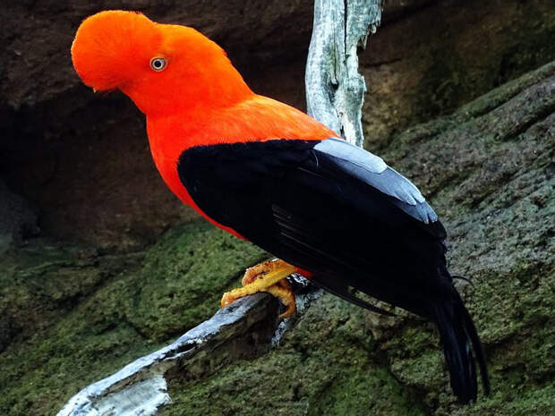 rupicola-peruviana_04