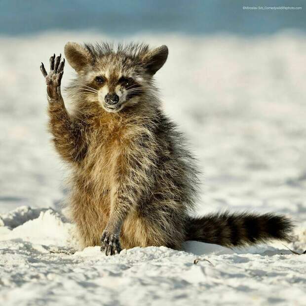 Блог - Финальная гонка будет жаркой: 12 смехотворных ситуаций Comedy Wildlife Photo Awards Финальная гонка будет жаркой: 12 смехотворных ситуаций Comedy Wildlife Photo Awards