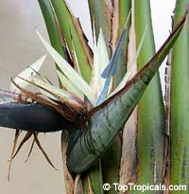 Strelitzia nicolai, Giant bird of paradise, white bird of paradise