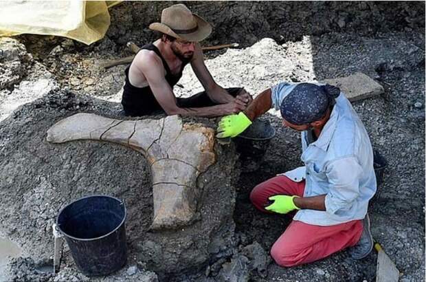 Археологи нашли кость динозавра весом в 500 кг