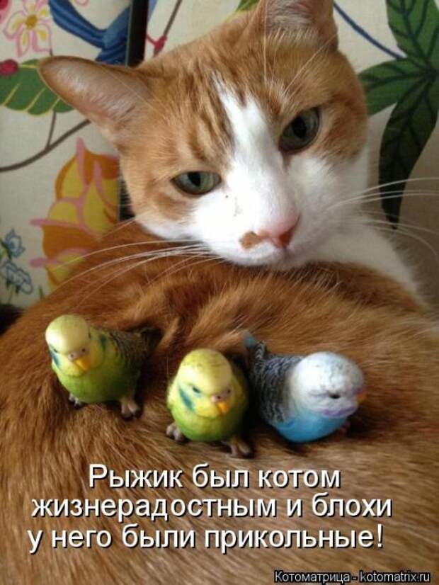 Котоматрицы (картинки с надписями)