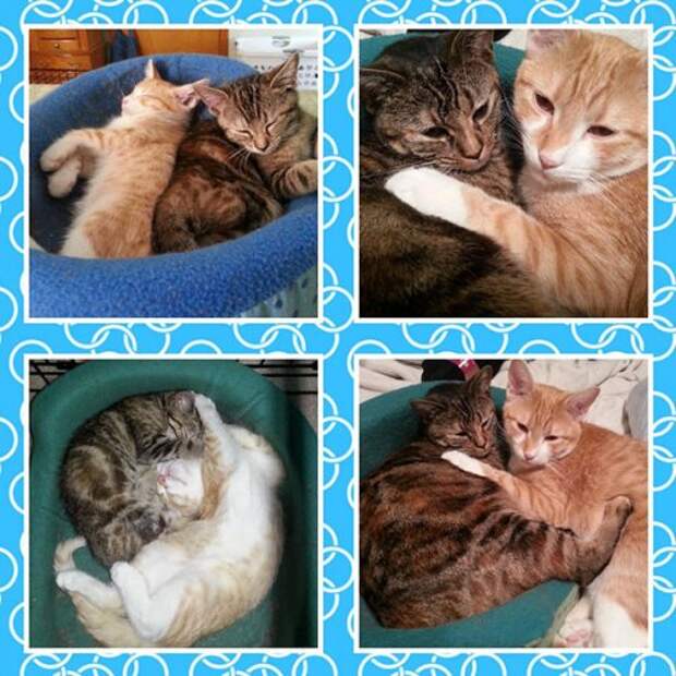 Коты и кошки (28 фото)