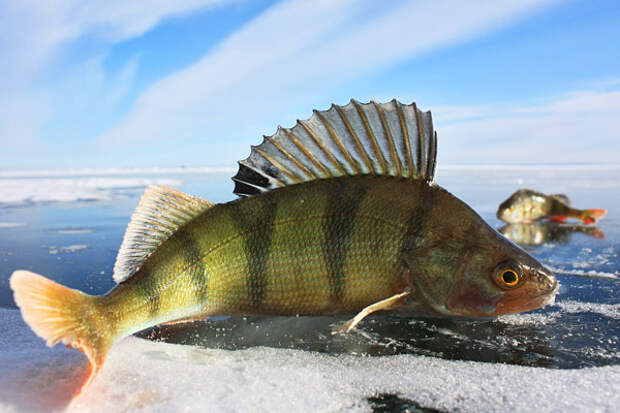рыбалка зимой, зимняя рыбалка, рыбалка по первому льду, рыбалка на льду