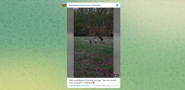 Появилось видео нападения лося на двух владелец собак в парке «Лосиный остров»