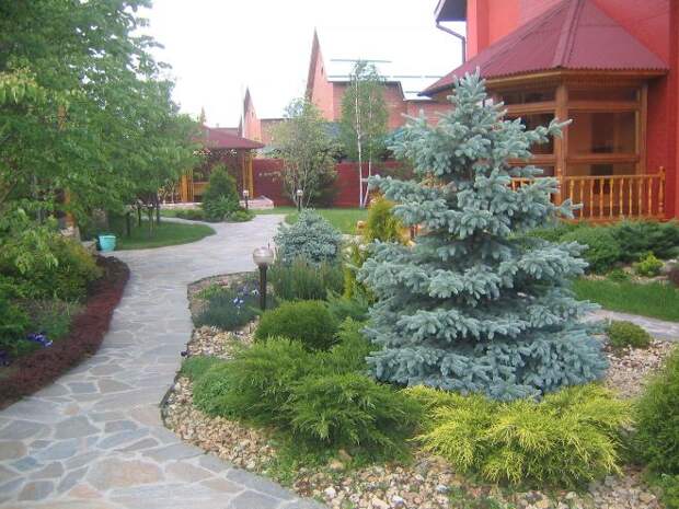 Хвойные растения для сада: выбираем самые неприхотливые культуры (65 фото)