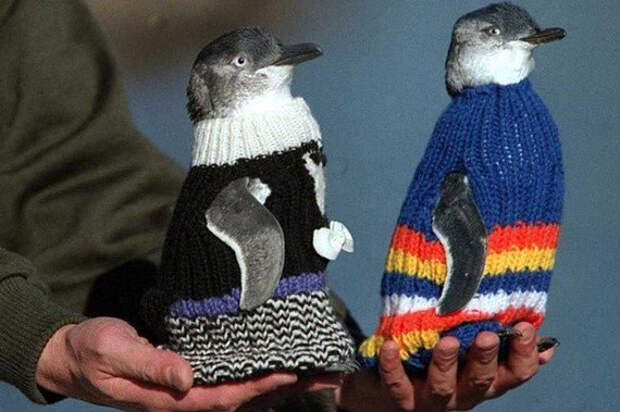 Согрей пингвина