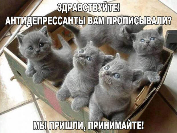 Просто котики коты, юмор