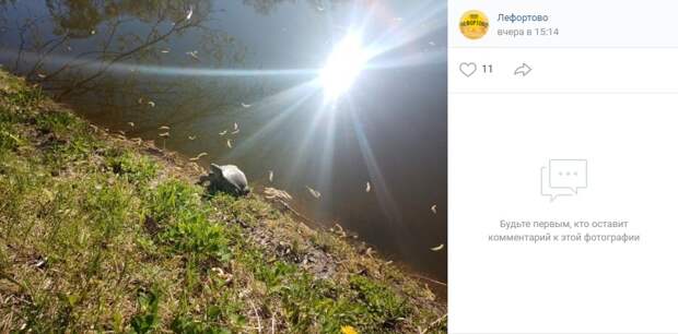 На берег Лефортовского пруда выползла большая черепаха