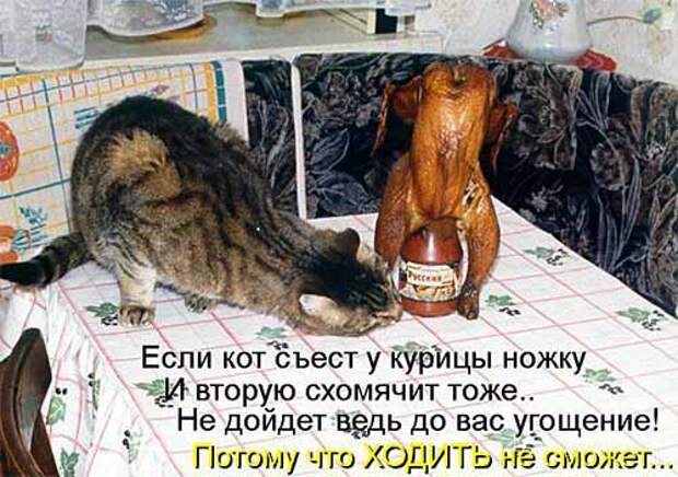 Кулинарные котоматрицы