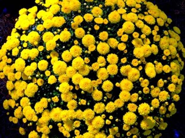 Осенние хризантемы Осенние хризантемы