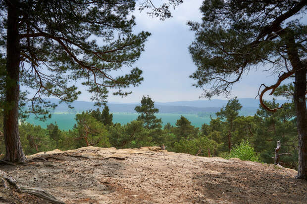 Владельца дома оштрафовали на два десятка тысяч фунтов за сруб 28 деревьев