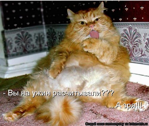 Свежая котоматрица для всех (38 фото)