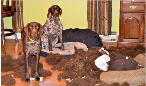 Когда им скучно Когда им скучно животные, факты, юмор