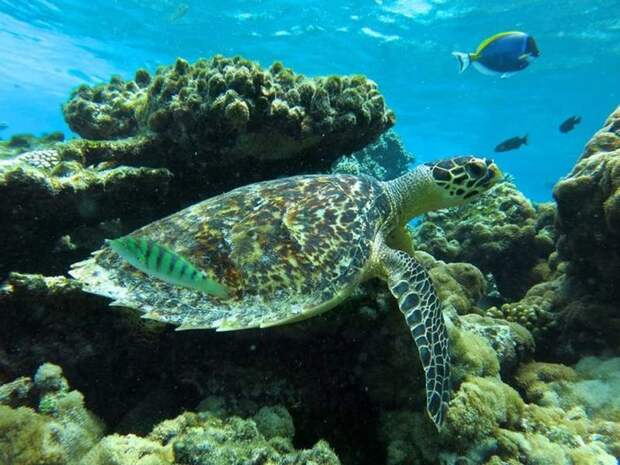 Морская черепаха бисса, или бисс, или настоящая каретта  (лат. Eretmochelys imbricata) 