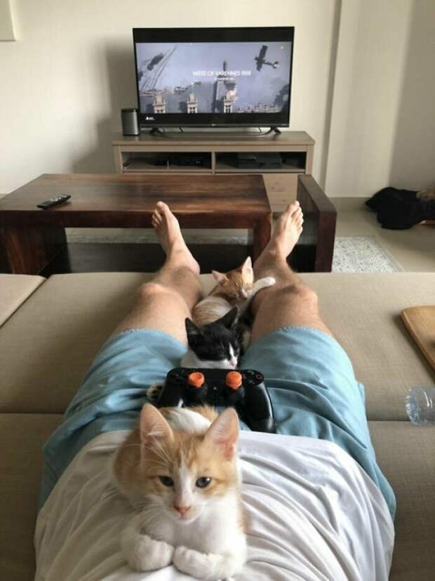 Котики, которые так и притягивают внимание к себе Котики, которые так и притягивают внимание к себе