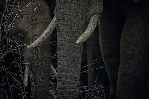 Слоны в Национальном парке Крюгера, Южная Африка