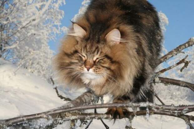 Сибирский царь котов Сибирский царь котов