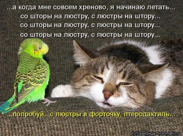 Кошатина да псятинка позитивная, этакая забавная, с надписями, очень много на выходные
