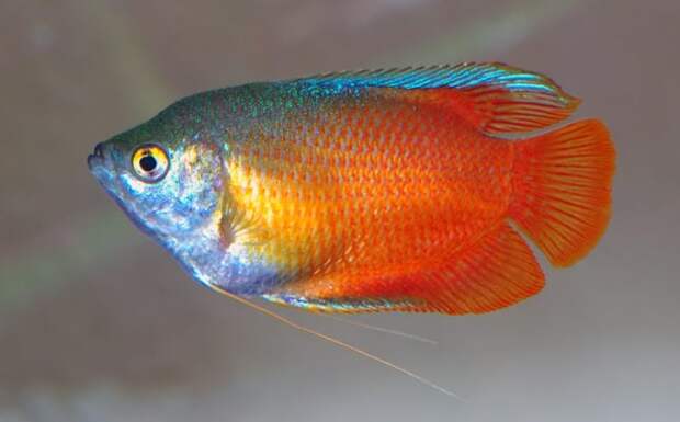 10 самых красивых рыб на планете