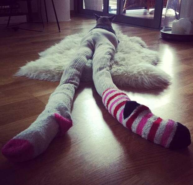 koshkavkolgotkax 14 Мем: Кошка в колготках