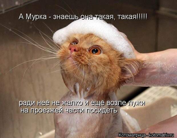 Котоматрицы